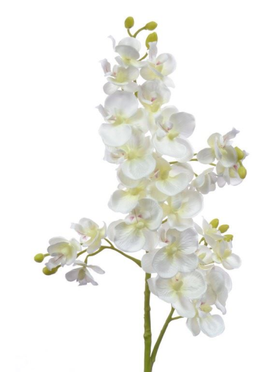 Storczyk drobny 70cm sun230 cream