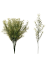 ASPARAGUS 58Cm SUN510 GREEN