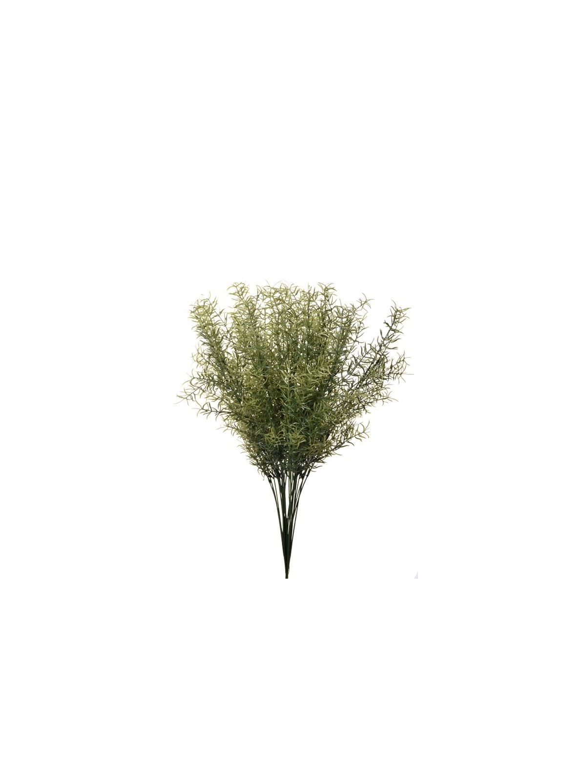 ASPARAGUS 58Cm SUN510 GREEN