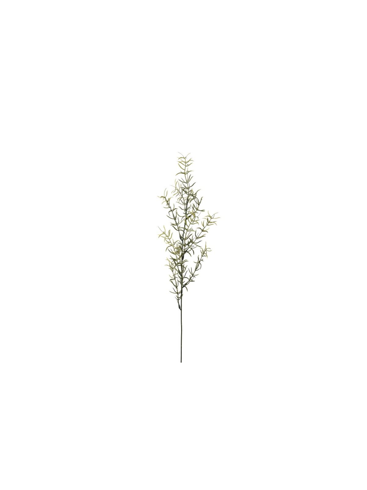 ASPARAGUS 58Cm SUN510 GREEN