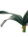 LIŚĆ STORCZYKA GUMA 36CM GREEN