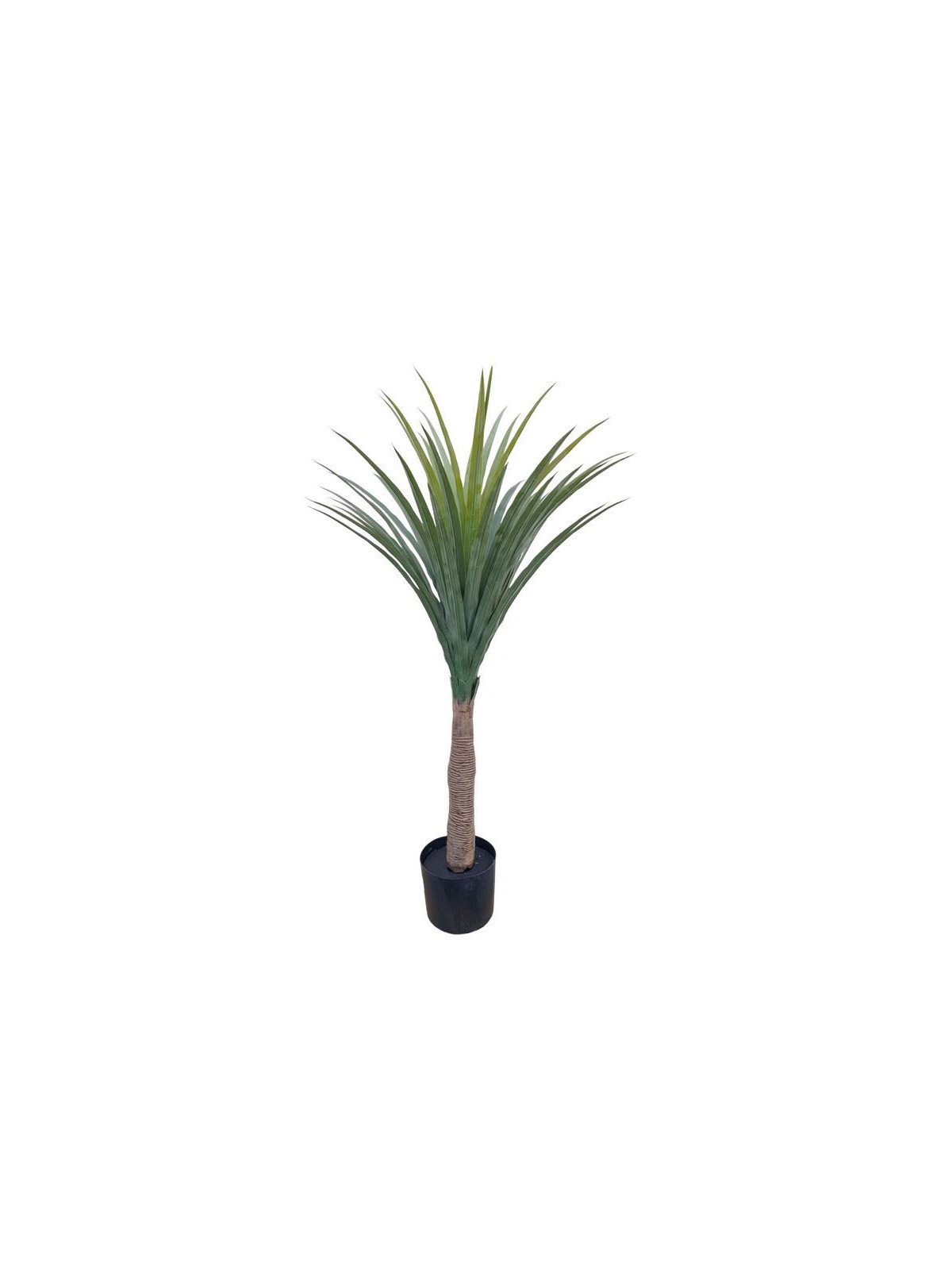 NOLINA DRZEWKO W DONICZCE 110CM GREEN