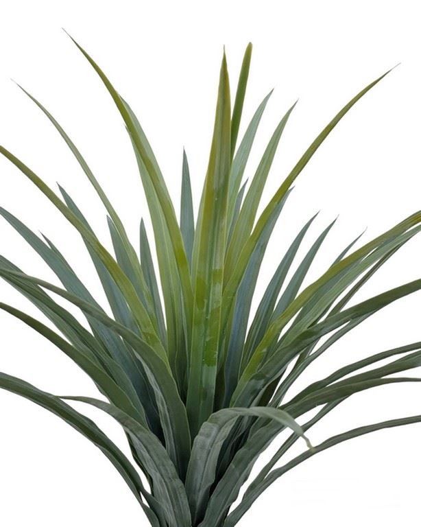 NOLINA DRZEWKO W DONICZCE 110CM GREEN