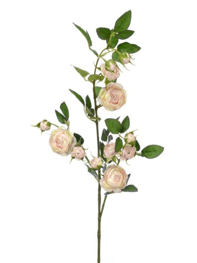 Róża Gał dzikiej różyczki 78cm sun663 deli.apricot