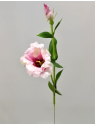 EUSTOMA NA PIKU 47CM SUN357  DEEP PINK