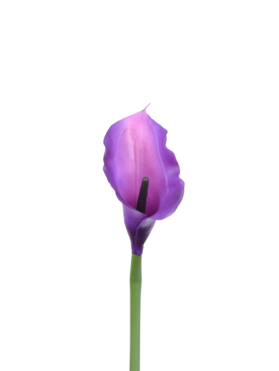 CALLA p./0312