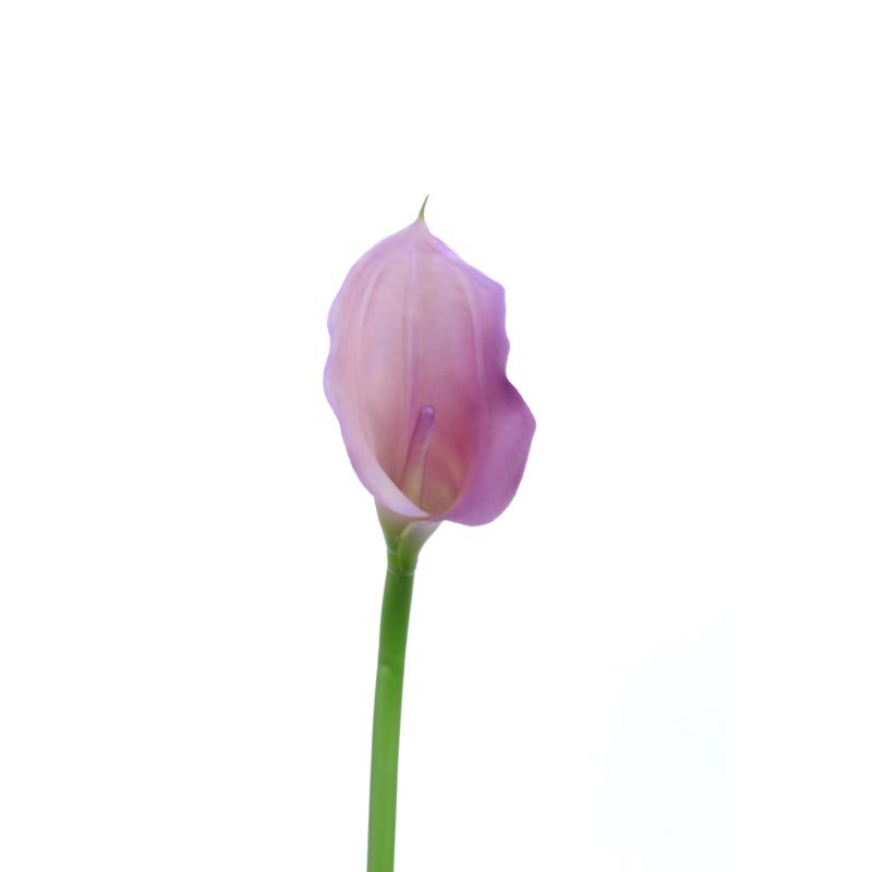 CALLA p./0312