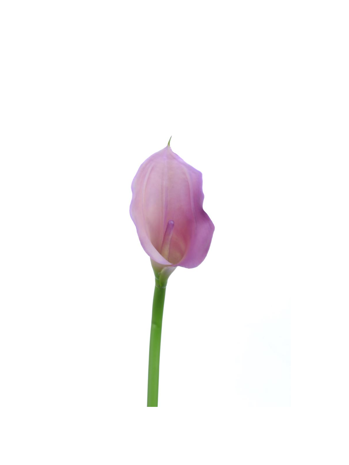 CALLA p./0312