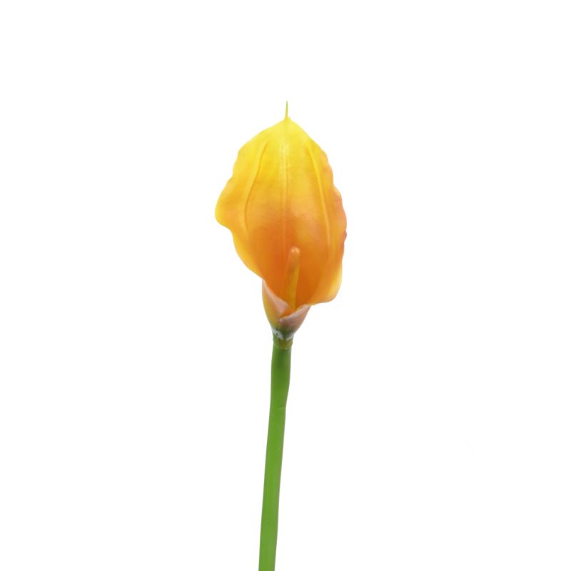 CALLA p./0312