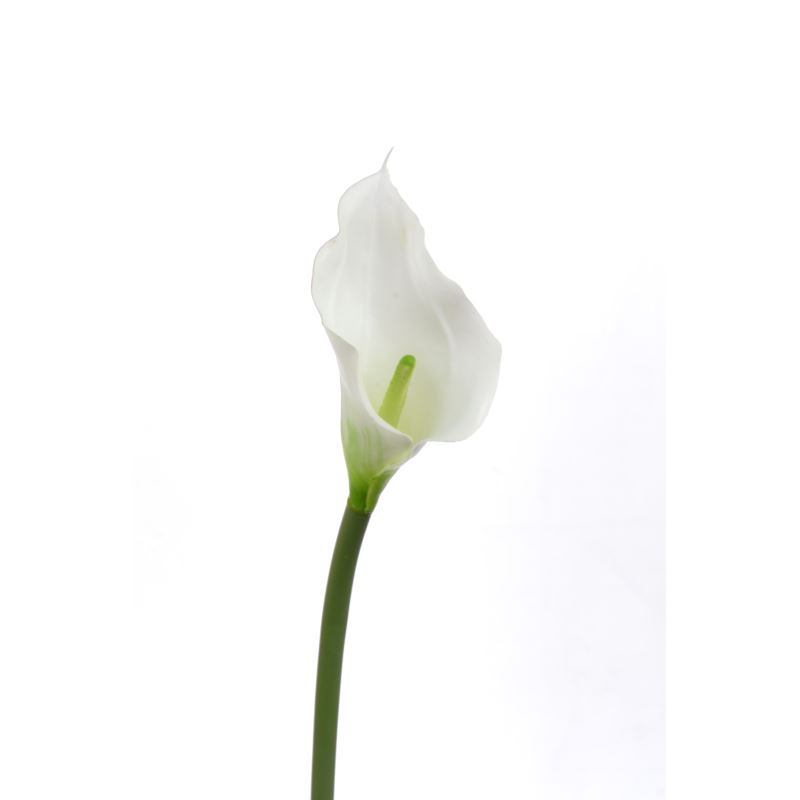 CALLA p./0312