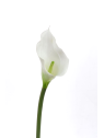CALLA p./0312