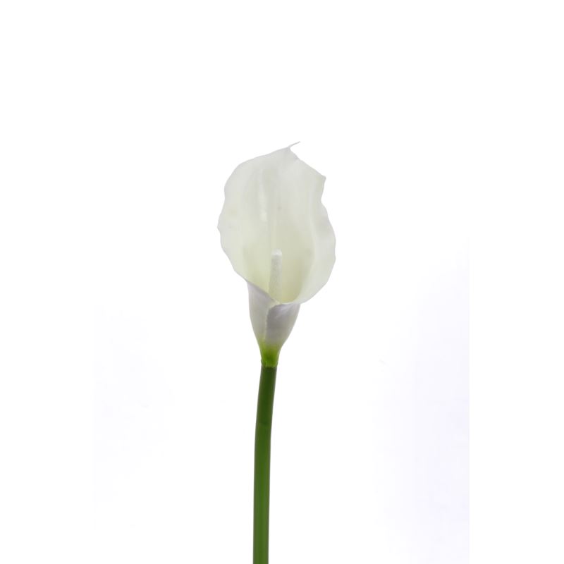 CALLA p./0312
