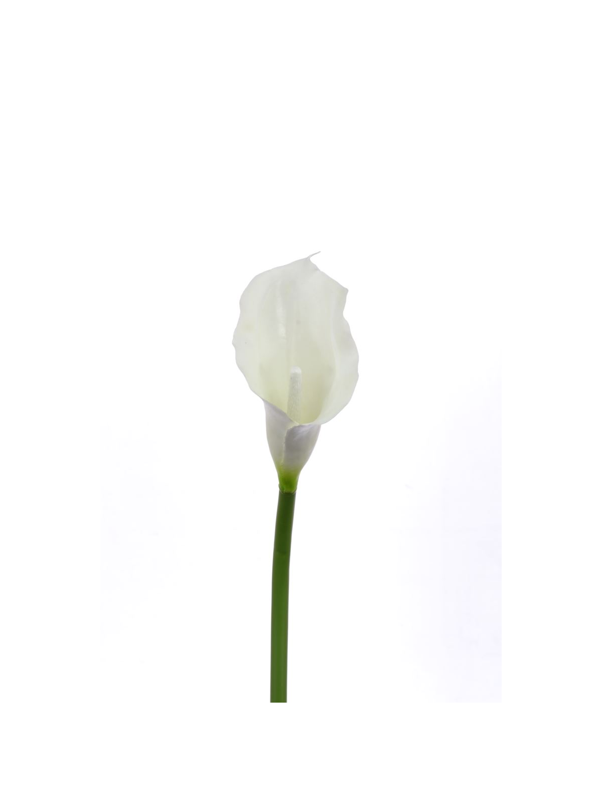 CALLA p./0312