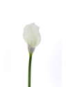 CALLA p./0312