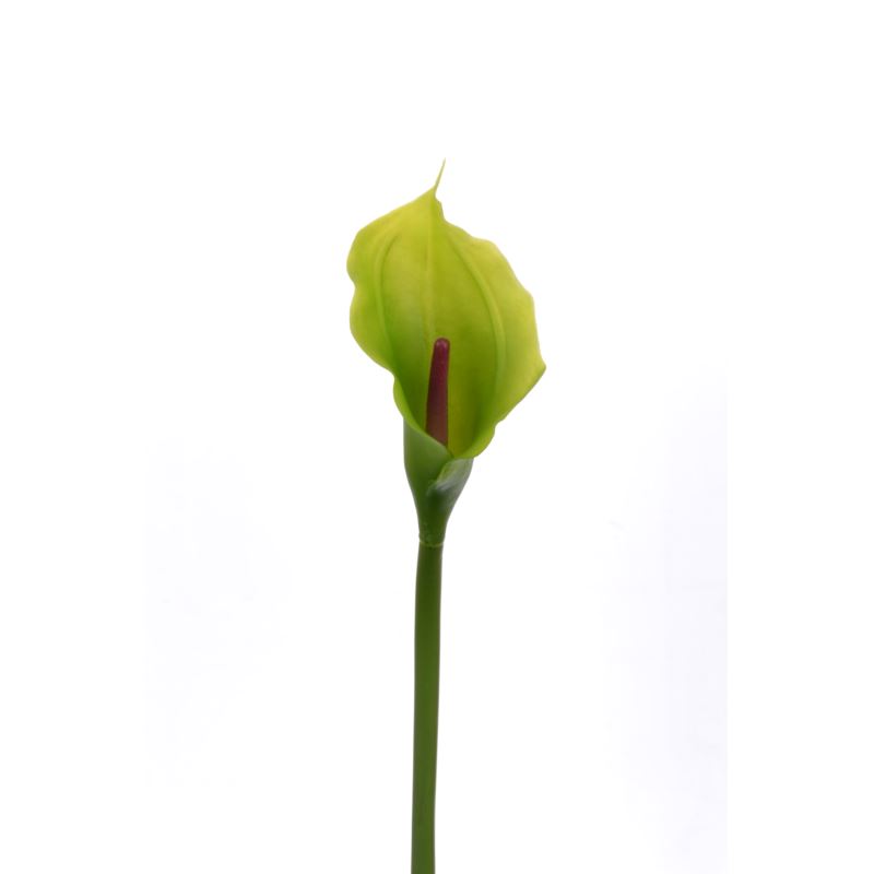 CALLA p./0312