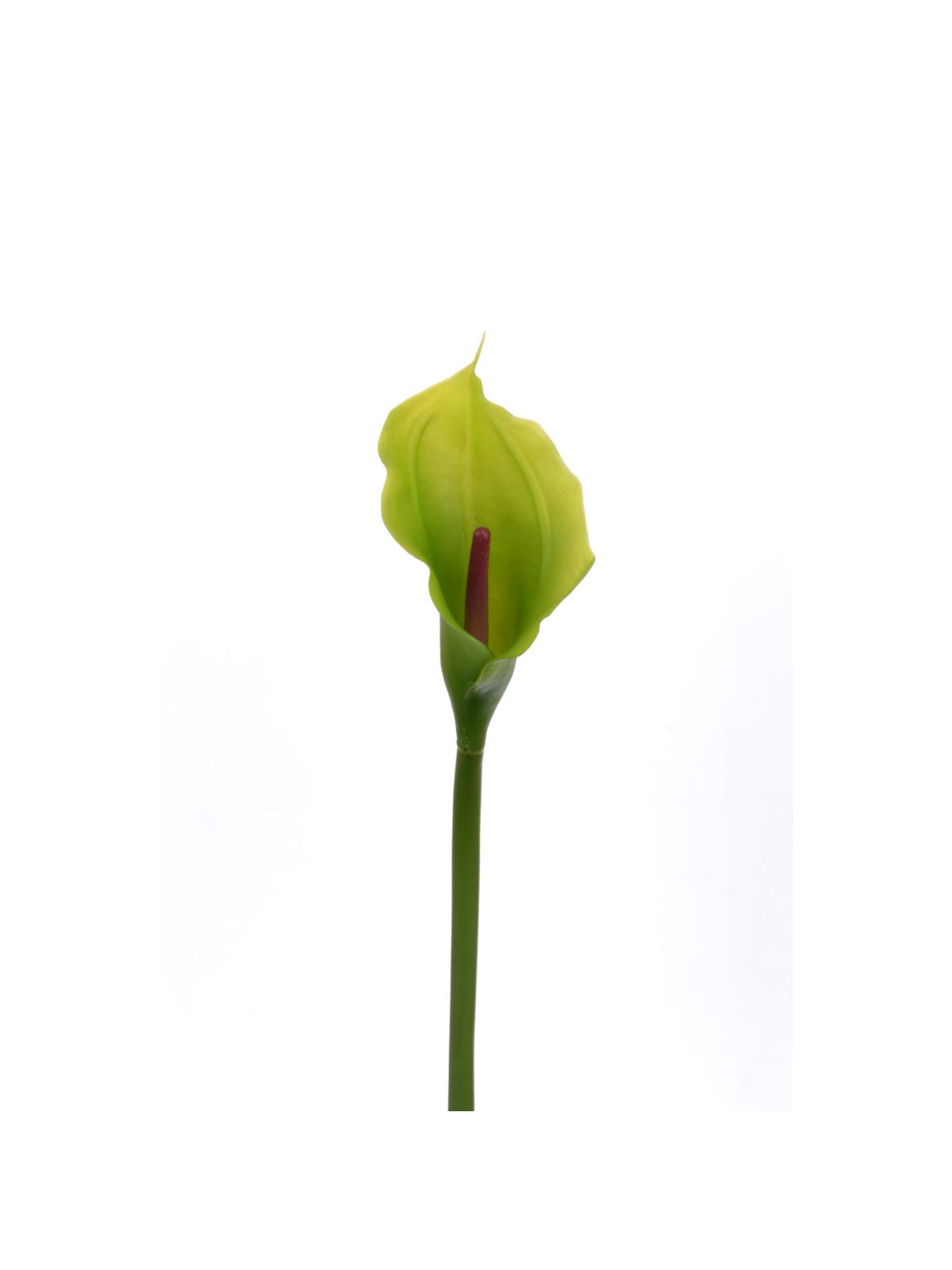 CALLA p./0312