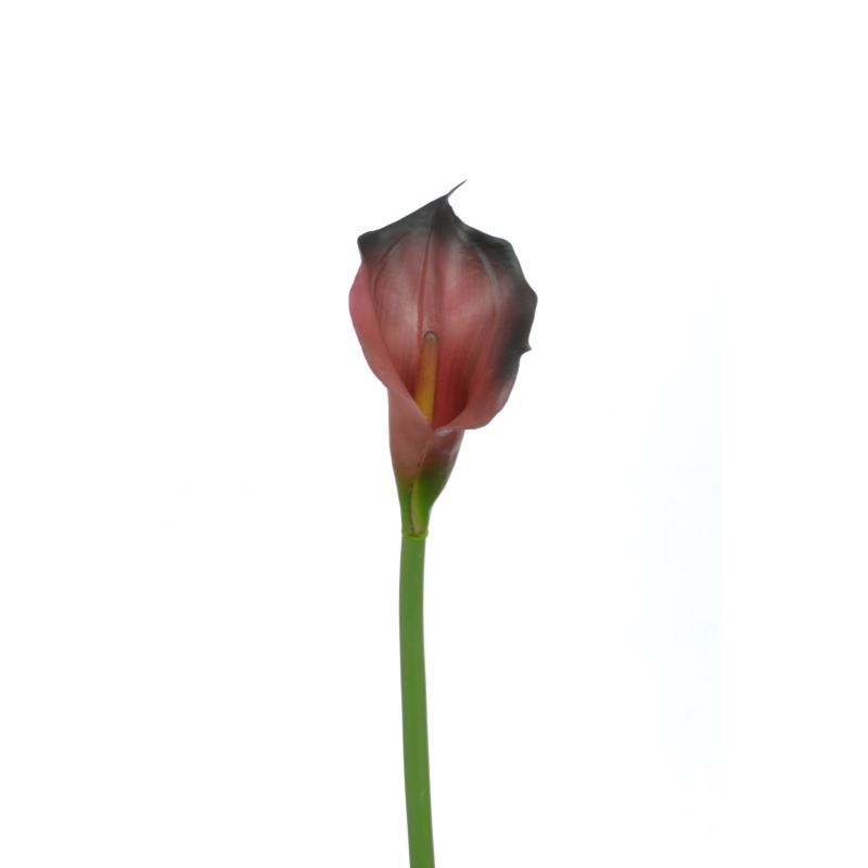 CALLA p./0312