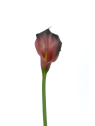 CALLA p./0312