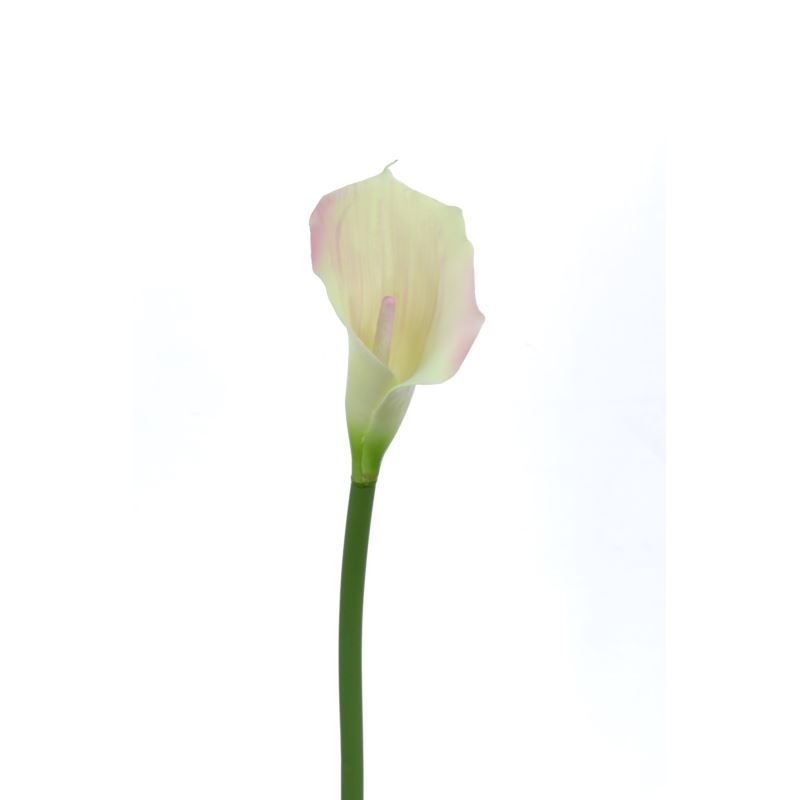 CALLA p./0312