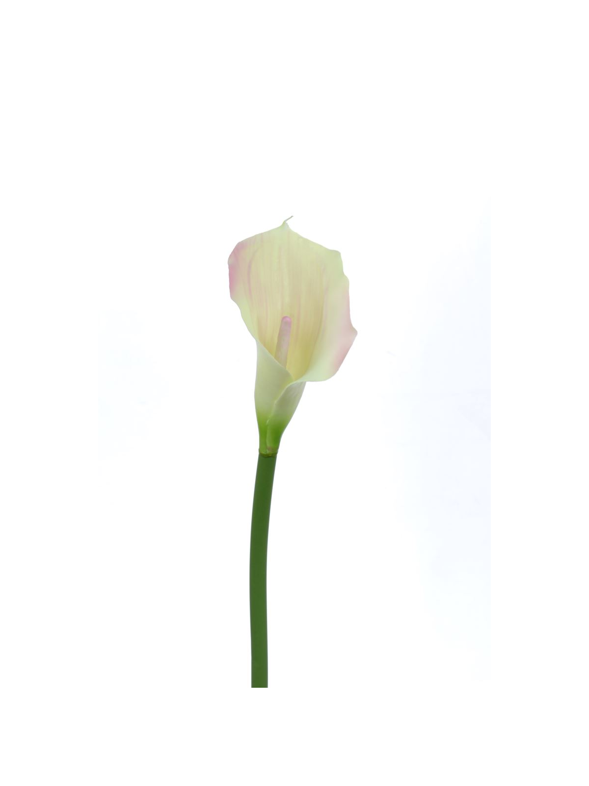 CALLA p./0312