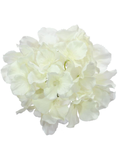 HORTENSJA GŁÓWKA 15CM SUN644 CREAM