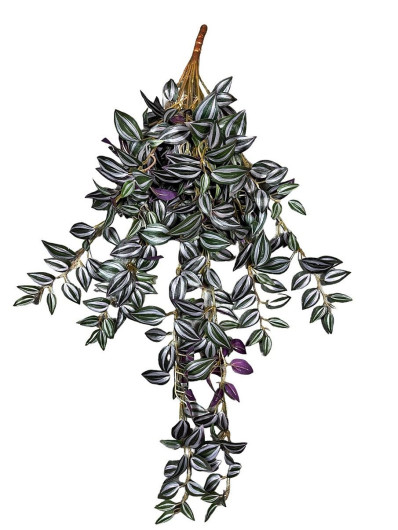 TRZYKROTKA ZWIS 68CM PURPLE VIOLET GREEN