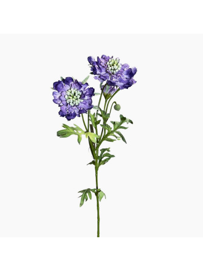 SCABIOSA DRAKIEW KAUKASKA 4 KWIATY 60CM VIOLET