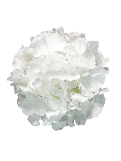 HORTENSJA DUŻA GŁOWA 22CM WHITE CREAM