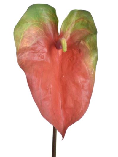 ANTURIUM GIGANT 69CM YD337 RED GREEN