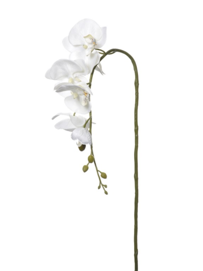 STORCZYK SINGLE ORCHID SUN437 CREAM