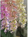 WISTERIA -GLICYNIA GAŁĄZKA 100CM CV26654 WHITE CR