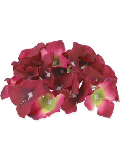 HORTENSJA GŁÓWKA 17CM / LE18 57 CELERY