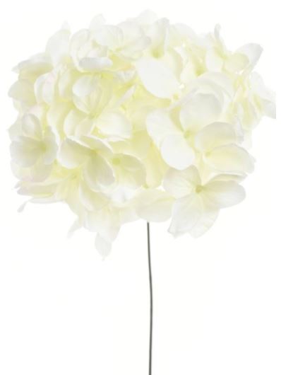 HORTENSJA GŁOWA DUŻA 20CM SUN771 CREAM LT GREEN