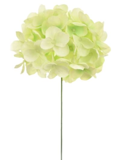 HORTENSJA GŁOWA MAŁA 12CM SUN772 JUICY GREEN