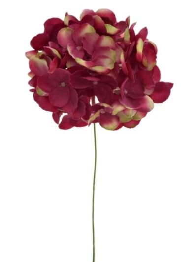 HORTENSJA GŁOWA MAŁA 12CM SUN772 BURGUNDY GREEN