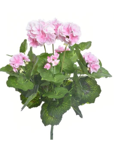 PELARGONIA X7 40CM SUN534 LT. PINK