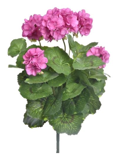 PELARGONIA X7 40CM SUN534 PINK EDGE BEAUTY