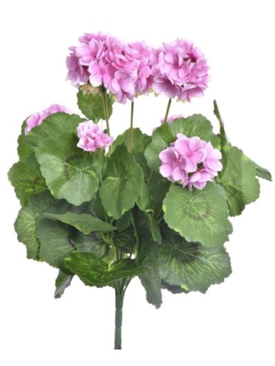 PELARGONIA X7 40CM SUN534 LT VIOLET