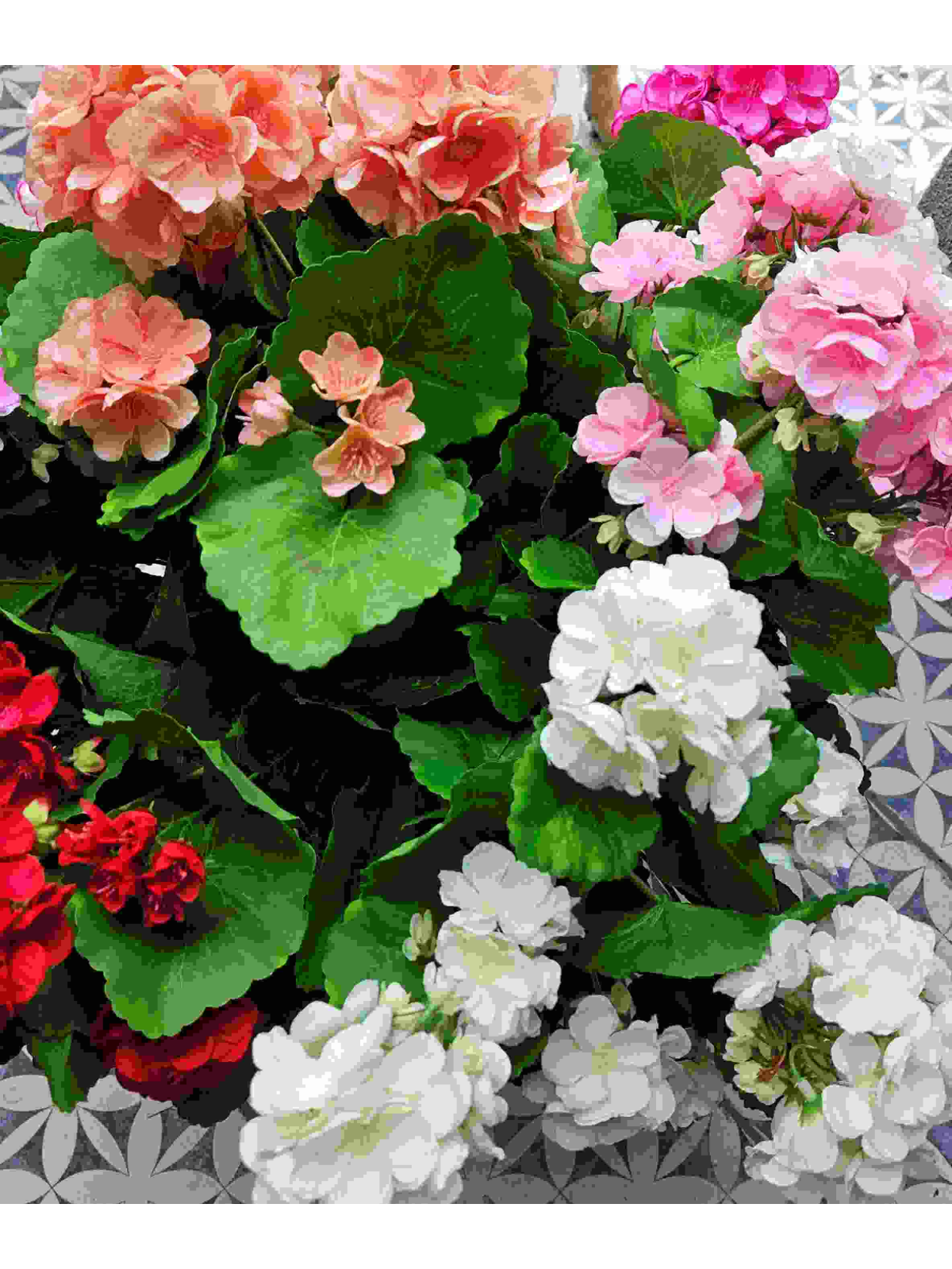 PELARGONIA X7 40CM SUN534 LT VIOLET