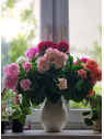 PELARGONIA X7 40CM SUN534 LT VIOLET