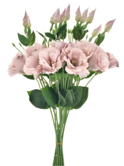 EUSTOMA NA PIKU 47CM SUN357 DELICATE BROWN