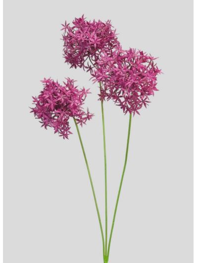 ALLIUM – CZOSNEK 3 KWIATY 64CM BURGUNDY MAGENTA