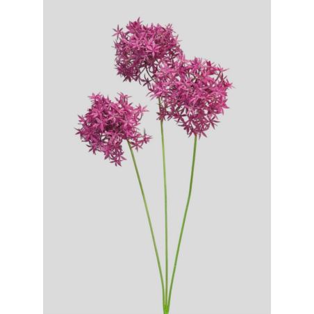 ALLIUM – CZOSNEK 3 KWIATY 64CM BURGUNDY MAGENTA