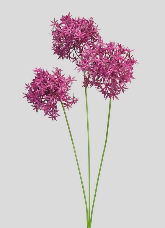ALLIUM – CZOSNEK 3 KWIATY 64CM BURGUNDY MAGENTA