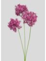 ALLIUM – CZOSNEK 3 KWIATY 64CM BURGUNDY MAGENTA