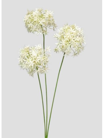 ALLIUM – CZOSNEK 3 KWIATY 64CM CREAM GREEN