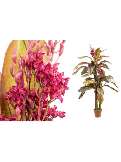 DRACENA KWITNĄCA 140CM BURGUNDY GREEN FUCHSIA