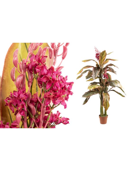 DRACENA KWITNĄCA 140CM BURGUNDY GREEN FUCHSIA