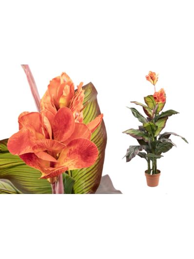 CANNA KWITNĄCA W DONICY 120CM GREEN BURGUNDY ORANG