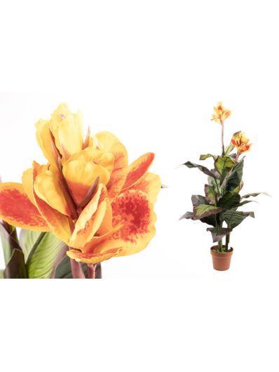 CANNA KWITNĄCA W DONICY 120CM GREEN BURGUNDY YEL